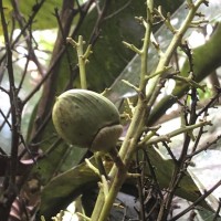 Semecarpus moonii Thwaites